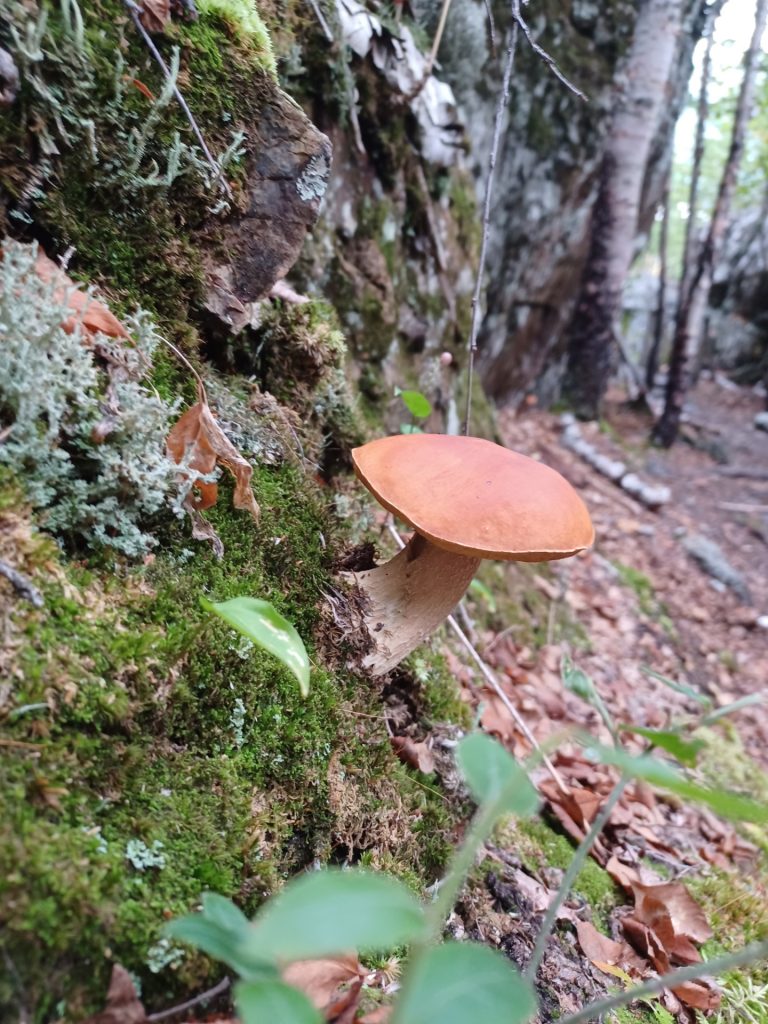 Des champignons de la réserve naturel du parc national d'Aiguebelle.